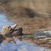 3D puzzle Eugy sea otter - 3/6